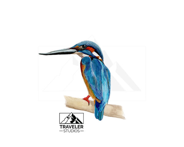 KingFisher_watermark-2.jpg Kingfisher Prints