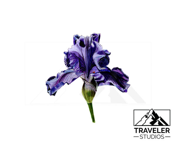 Lily_watermark-2.jpg Iris Prints