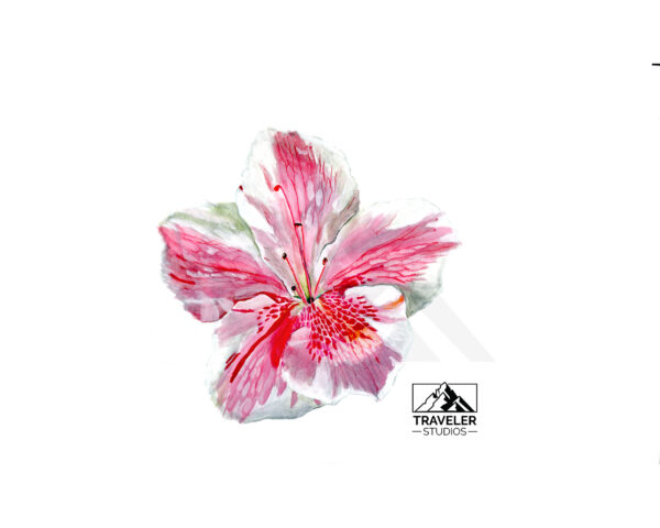 Pink-Flower-1.jpg Pink Hibiscus Prints