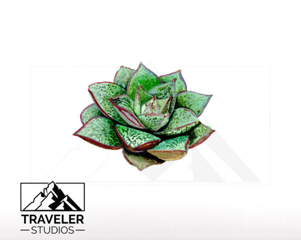 Succulent-Plant_watermark-2.jpg Succulent Prints