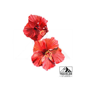 Red Hibiscus Prints