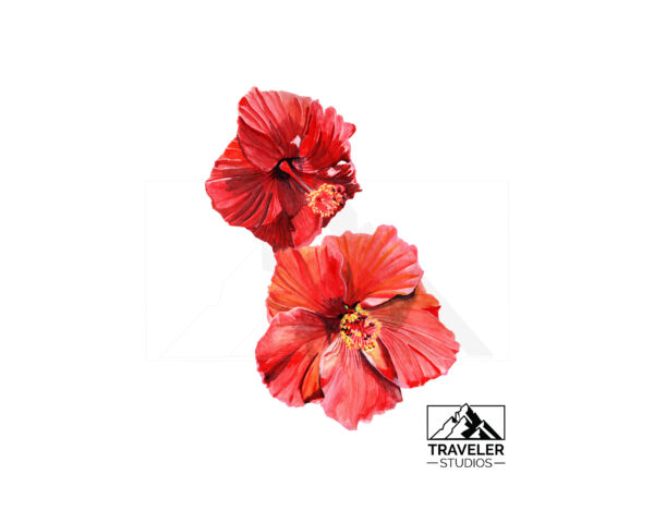 Two-Red-Hibiscus_watermark-2.jpg Red Hibiscus Prints