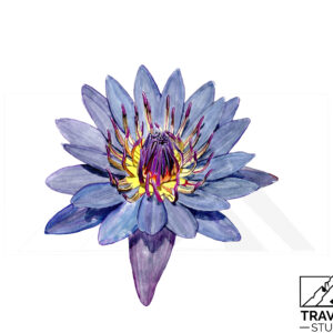 Watercolor painting of a deep purple-blue water lily with a bright yellow and magenta center. Artwork by Traveler Studios.