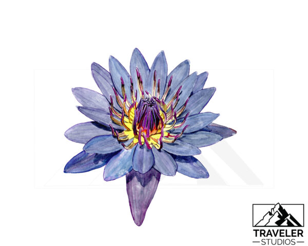 Watercolor painting of a deep purple-blue water lily with a bright yellow and magenta center. Artwork by Traveler Studios.