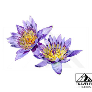 Watercolor painting of two blooming purple water lilies with vivid yellow centers. Artwork by Traveler Studios.