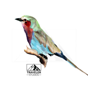 Lilac-breasted roller bird Prints